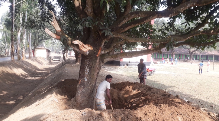 বনবিভাগের অনুমোদন ছাড়াই গাছ বিক্রি